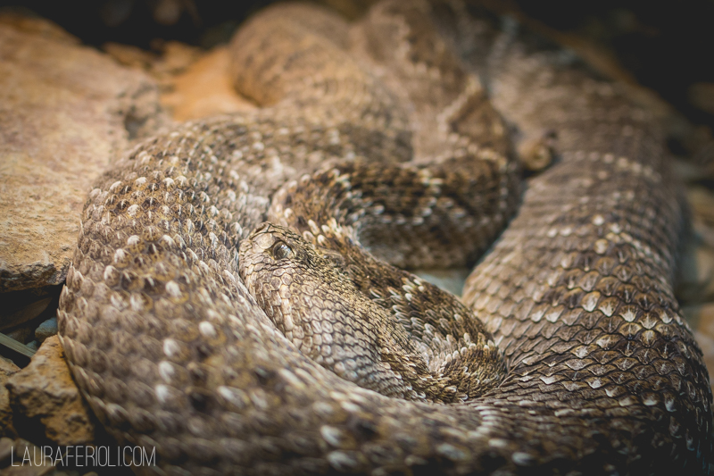 snake at living desert zoo