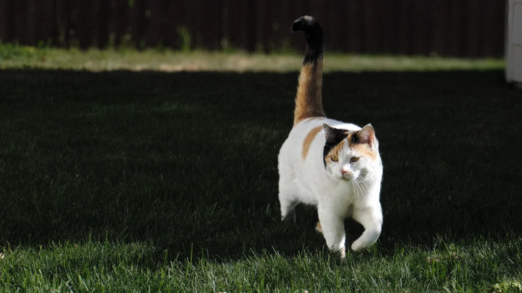 White cat walking through a grassy backyard