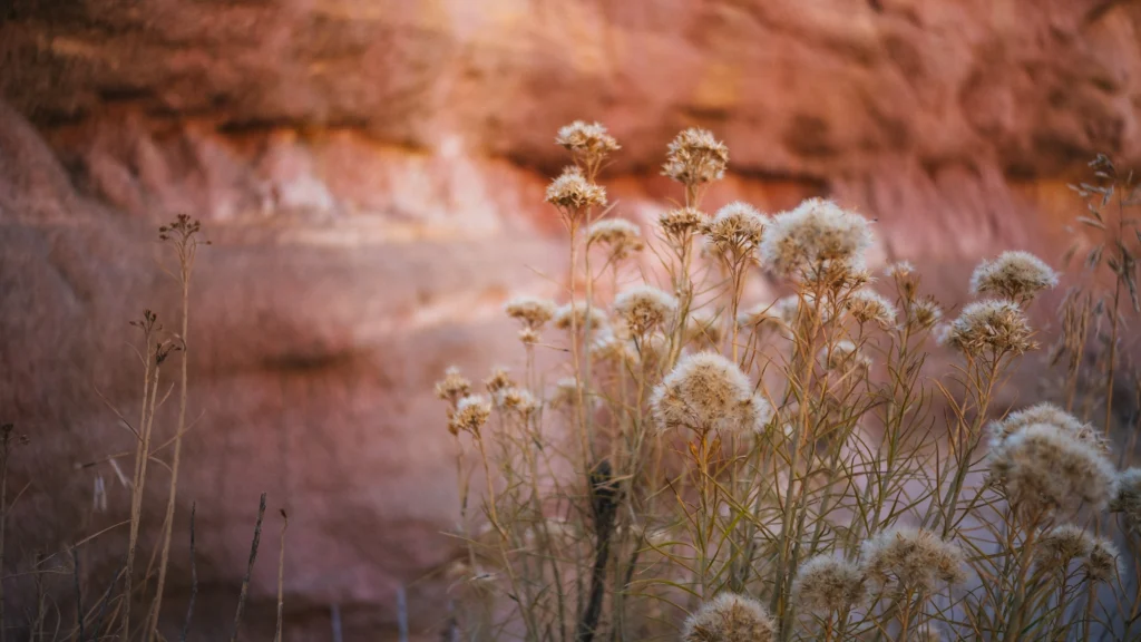 A closeup of shot of dried flowers with red sandstone wall behind them